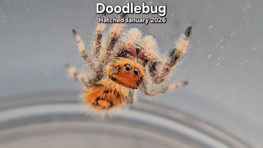 "Doodlebug" Female Regal Jumping Spider (Phidippus regius) - Juvenile Hatched January 2026