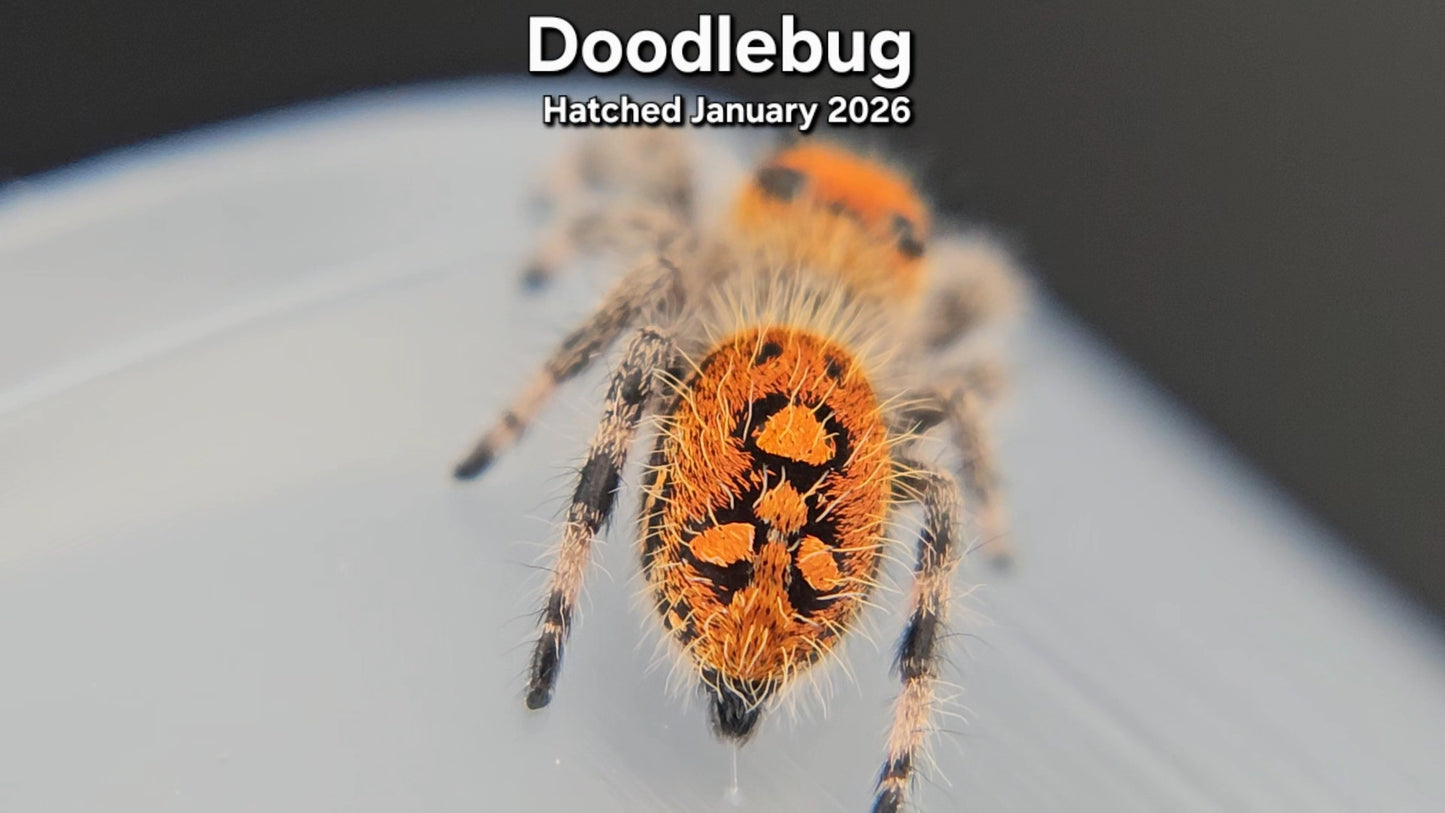 "Doodlebug" Female Regal Jumping Spider (Phidippus regius) - Juvenile Hatched January 2026
