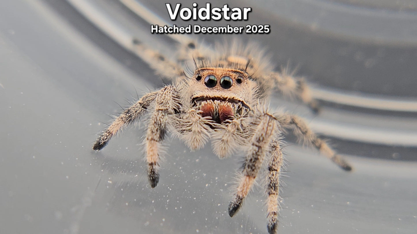 "Voidstar" Female Regal Jumping Spider (Phidippus regius) - Juvenile Hatched December 2025