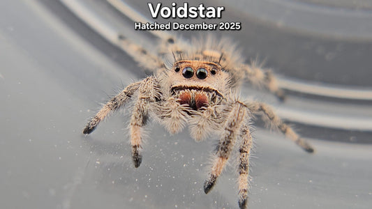 "Voidstar" Female Regal Jumping Spider (Phidippus regius) - Juvenile Hatched December 2025