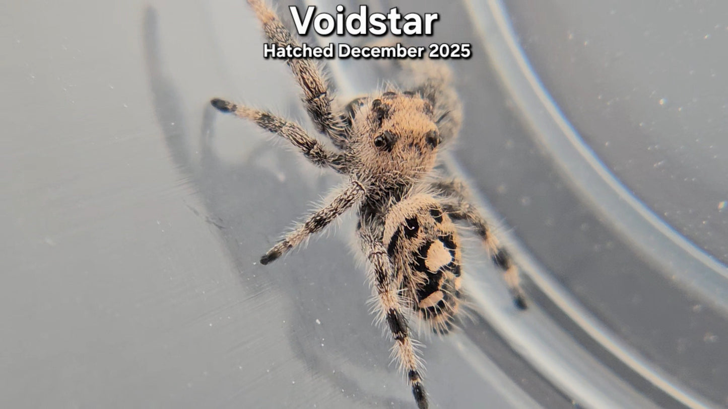 "Voidstar" Female Regal Jumping Spider (Phidippus regius) - Juvenile Hatched December 2025