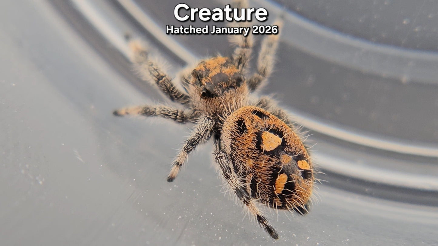 "Creature" Female Regal Jumping Spider (Phidippus regius) - Juvenile Hatched January 2026