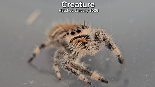 "Creature" Female Regal Jumping Spider (Phidippus regius) - Juvenile Hatched January 2026