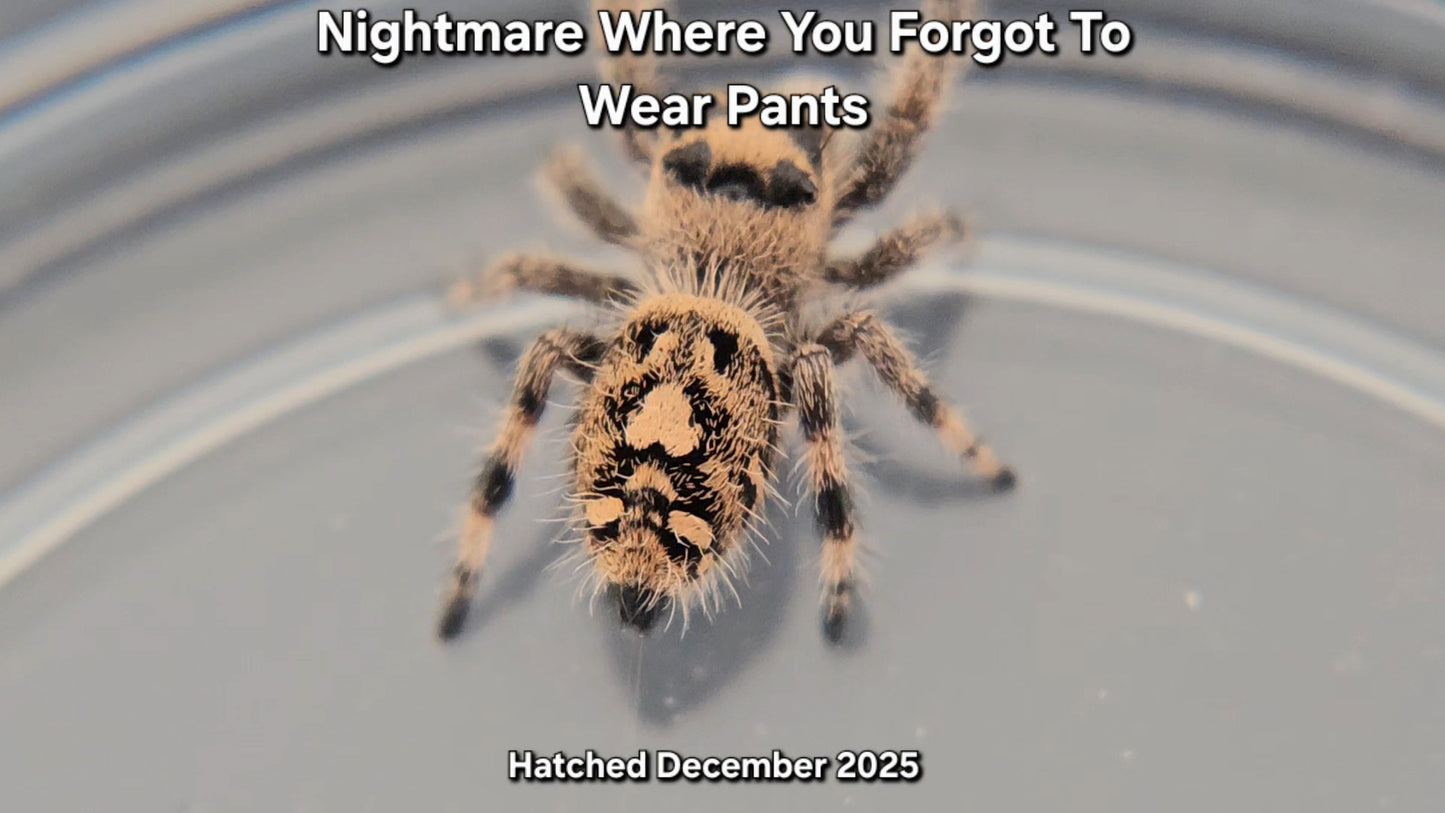 "Nightmare Where You Forgot To Wear Pants" Female Regal Jumping Spider (Phidippus regius) - Juvenile Hatched December 2025
