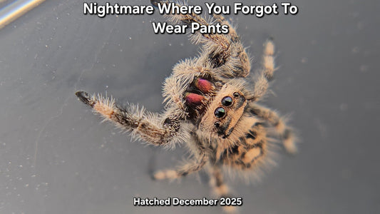 "Nightmare Where You Forgot To Wear Pants" Female Regal Jumping Spider (Phidippus regius) - Juvenile Hatched December 2025