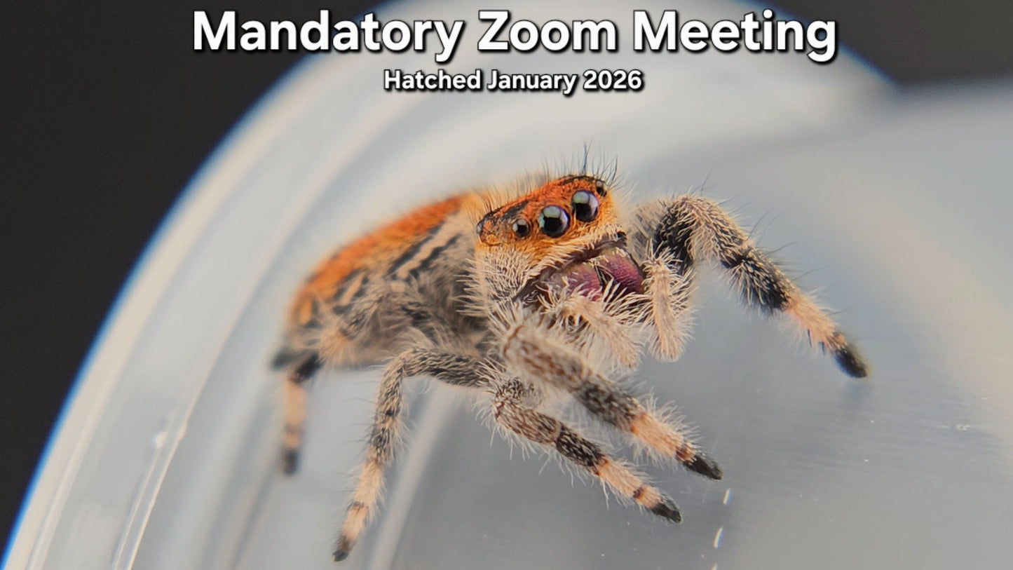 "Mandatory Zoom Meeting" Female Regal Jumping Spider (Phidippus regius) - Juvenile Hatched January 2026