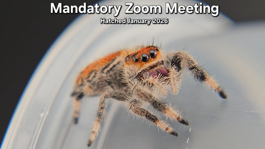 "Mandatory Zoom Meeting" Female Regal Jumping Spider (Phidippus regius) - Juvenile Hatched January 2026