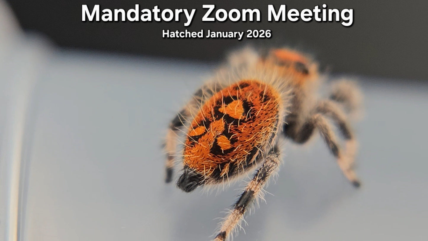 "Mandatory Zoom Meeting" Female Regal Jumping Spider (Phidippus regius) - Juvenile Hatched January 2026
