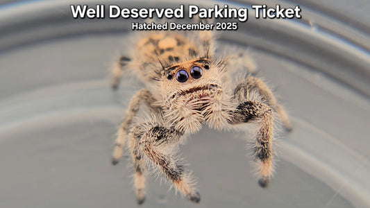 "Well Deserved Parking Ticket" Female Regal Jumping Spider (Phidippus regius) - Juvenile Hatched December 2025