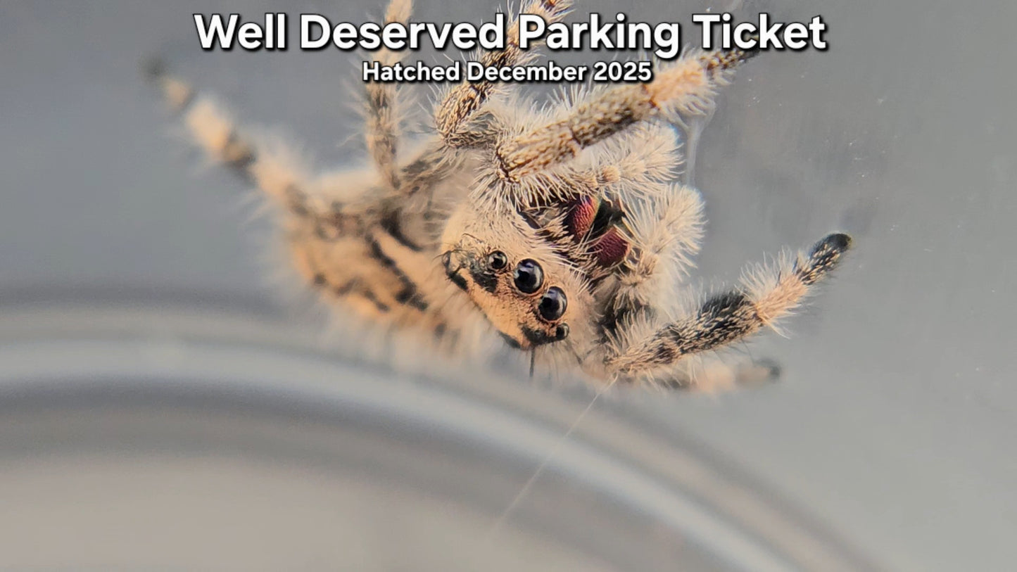 "Well Deserved Parking Ticket" Female Regal Jumping Spider (Phidippus regius) - Juvenile Hatched December 2025