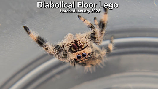 "Diabolical Floor Lego" Female Regal Jumping Spider (Phidippus regius) - Juvenile Hatched January 2026