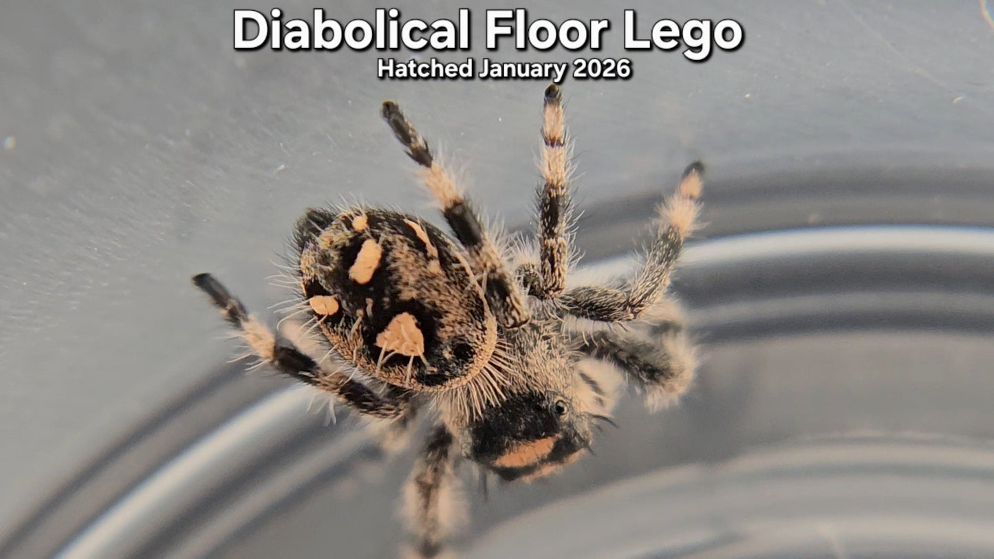 "Diabolical Floor Lego" Female Regal Jumping Spider (Phidippus regius) - Juvenile Hatched January 2026