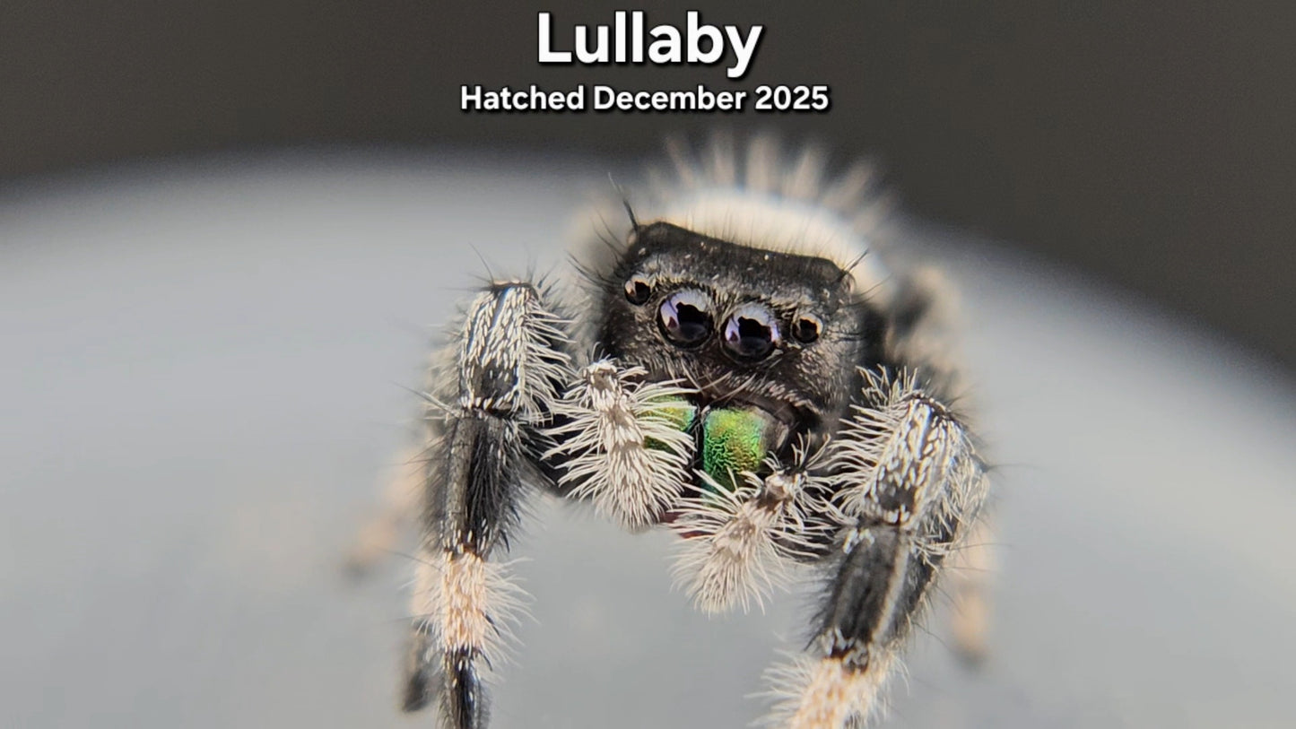 "Lullaby" Male Regal Jumping Spider (Phidippus regius) - Juvenile Hatched December 2025
