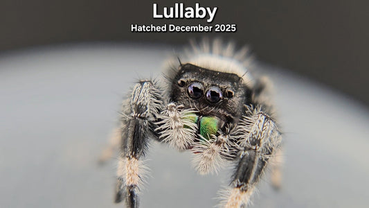 "Lullaby" Male Regal Jumping Spider (Phidippus regius) - Juvenile Hatched December 2025