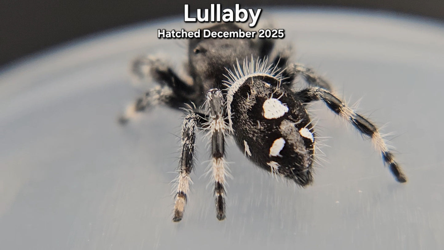 "Lullaby" Male Regal Jumping Spider (Phidippus regius) - Juvenile Hatched December 2025