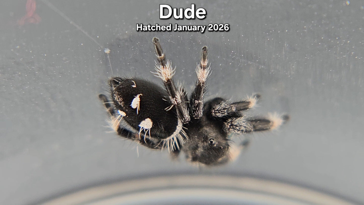 "Dude" Male Regal Jumping Spider (Phidippus regius) - Juvenile Hatched January 2026