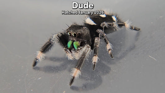 "Dude" Male Regal Jumping Spider (Phidippus regius) - Juvenile Hatched January 2026