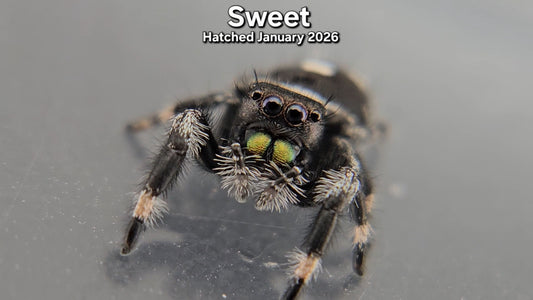 "Sweet" Male Regal Jumping Spider (Phidippus regius) - Juvenile Hatched January 2026