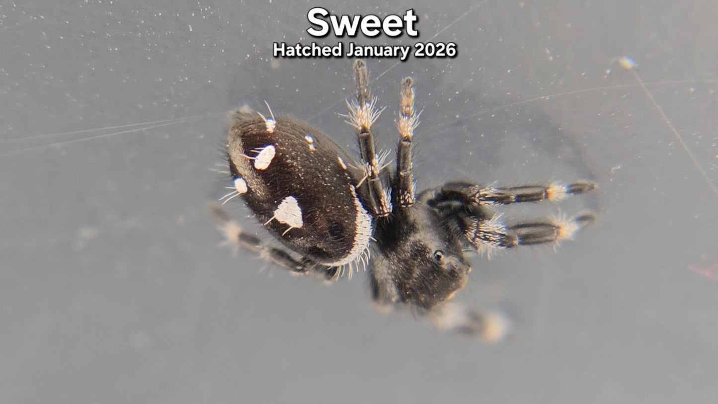 "Sweet" Male Regal Jumping Spider (Phidippus regius) - Juvenile Hatched January 2026