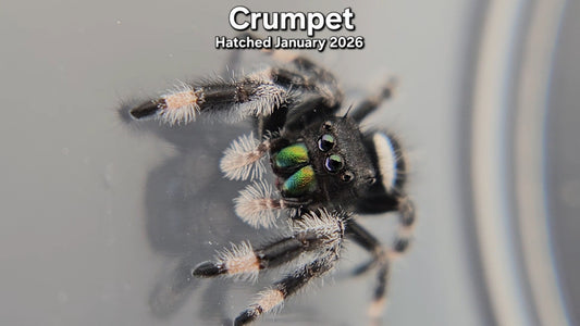 "Crumpet" Male Regal Jumping Spider (Phidippus regius) - Juvenile Hatched January 2026