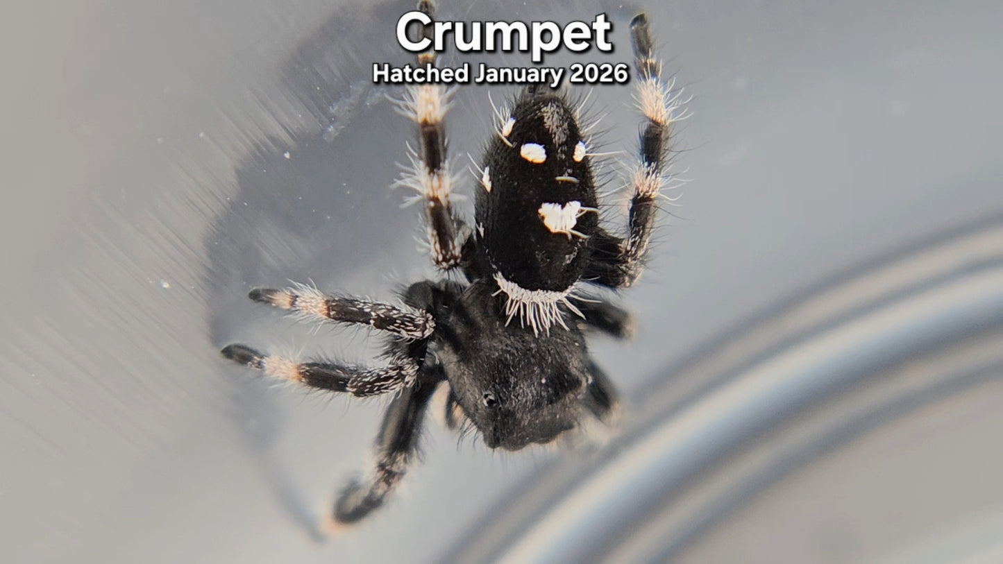 "Crumpet" Male Regal Jumping Spider (Phidippus regius) - Juvenile Hatched January 2026