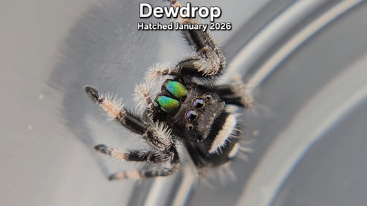 "Dewdrop" Male Regal Jumping Spider (Phidippus regius) - Juvenile Hatched January 2026