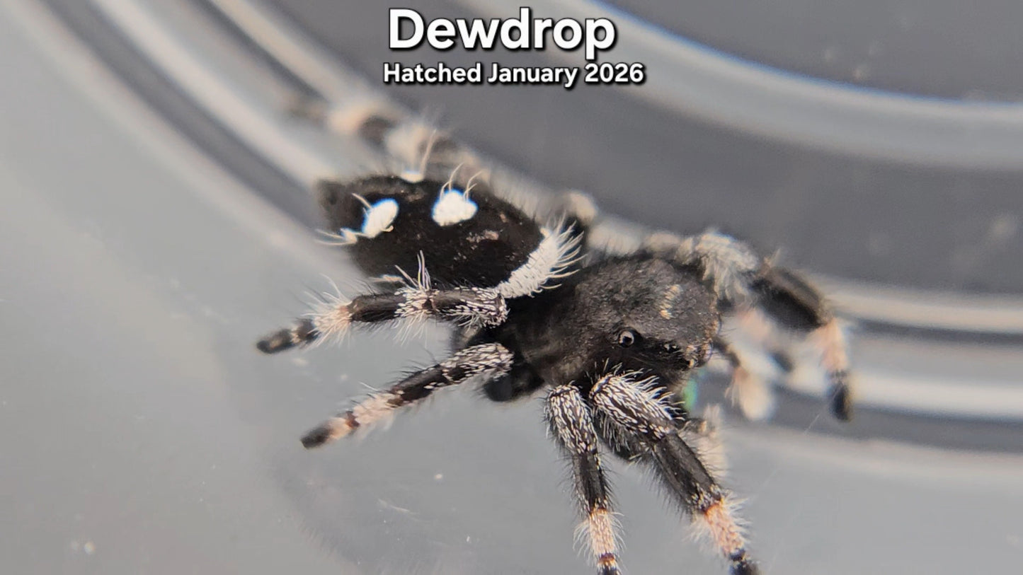 "Dewdrop" Male Regal Jumping Spider (Phidippus regius) - Juvenile Hatched January 2026