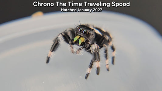 "Chrono The Time Traveling Spood" Male Regal Jumping Spider (Phidippus regius) - Juvenile Hatched January 2027