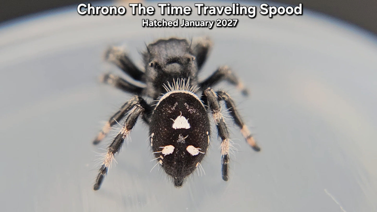 "Chrono The Time Traveling Spood" Male Regal Jumping Spider (Phidippus regius) - Juvenile Hatched January 2027