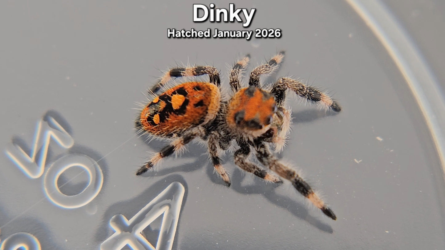 "Dinky" Female Regal Jumping Spider (Phidippus regius) - Juvenile Hatched January 2026