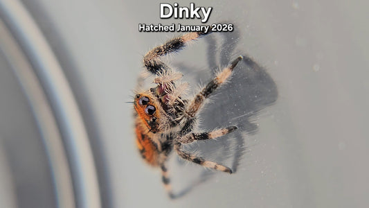 "Dinky" Female Regal Jumping Spider (Phidippus regius) - Juvenile Hatched January 2026