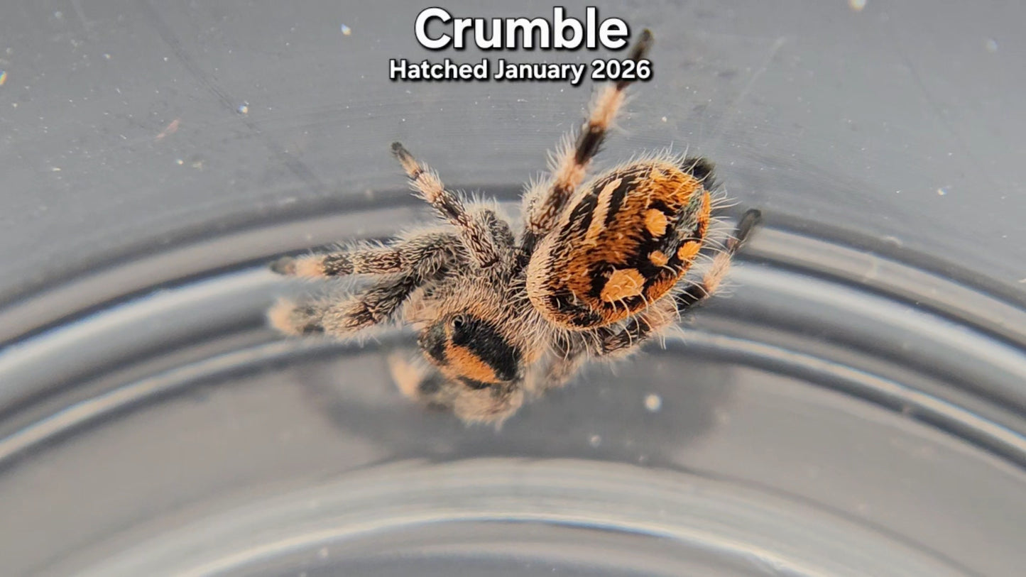 "Crumble" Female Regal Jumping Spider (Phidippus regius) - Juvenile Hatched January 2026
