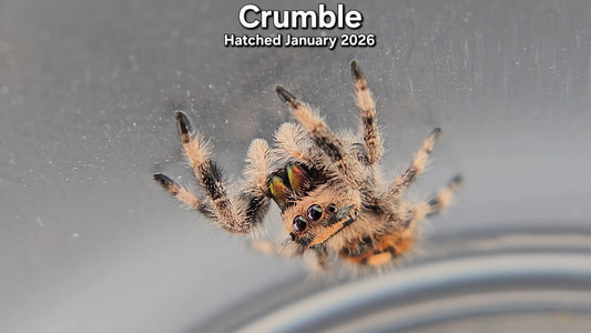 "Crumble" Female Regal Jumping Spider (Phidippus regius) - Juvenile Hatched January 2026