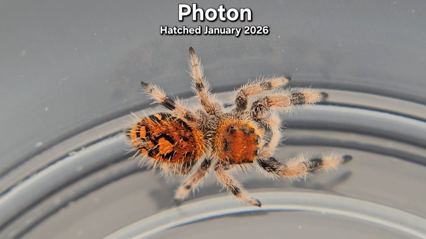 "Photon" Female Regal Jumping Spider (Phidippus regius) - Juvenile Hatched January 2026