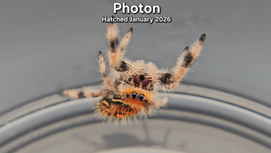 "Photon" Female Regal Jumping Spider (Phidippus regius) - Juvenile Hatched January 2026