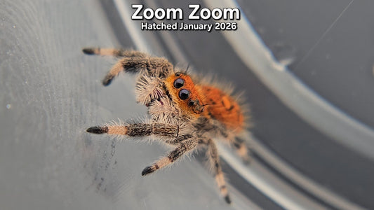 "Zoom Zoom" Female Regal Jumping Spider (Phidippus regius) - Juvenile Hatched January 2026