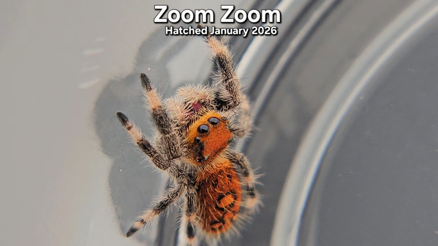 "Zoom Zoom" Female Regal Jumping Spider (Phidippus regius) - Juvenile Hatched January 2026