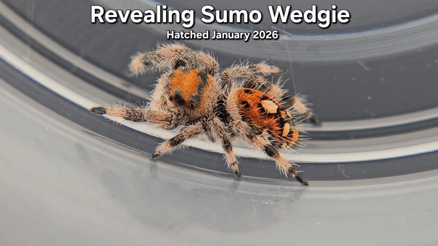"Revealing Sumo Wedgie" Female Regal Jumping Spider (Phidippus regius) - Juvenile Hatched January 2026
