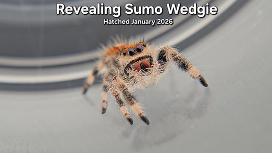 "Revealing Sumo Wedgie" Female Regal Jumping Spider (Phidippus regius) - Juvenile Hatched January 2026