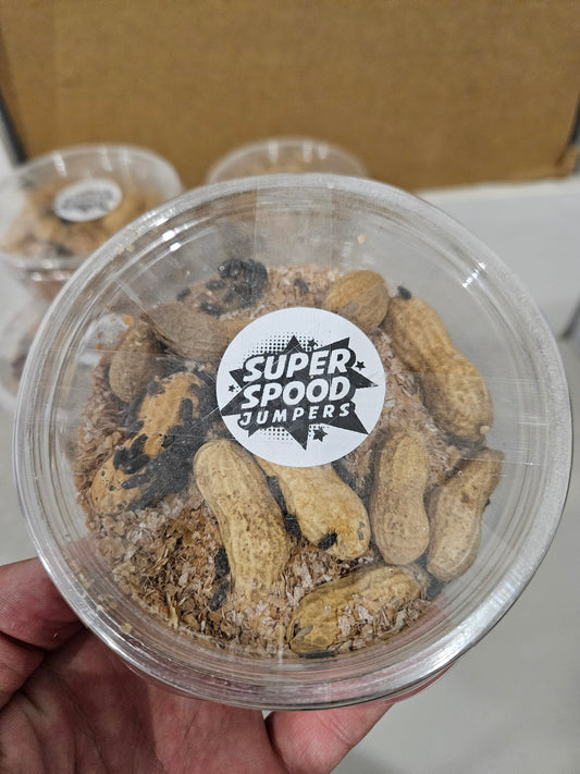 Peanut Beetle Culture