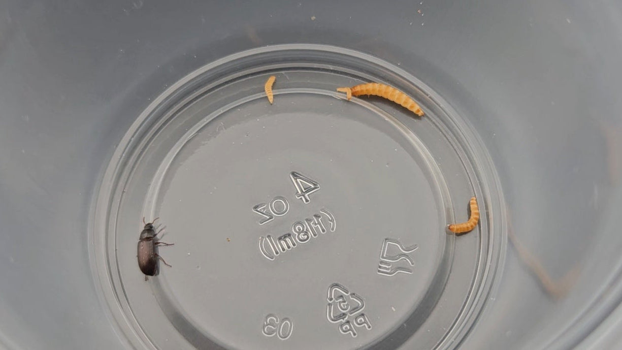 Peanut Beetle Culture