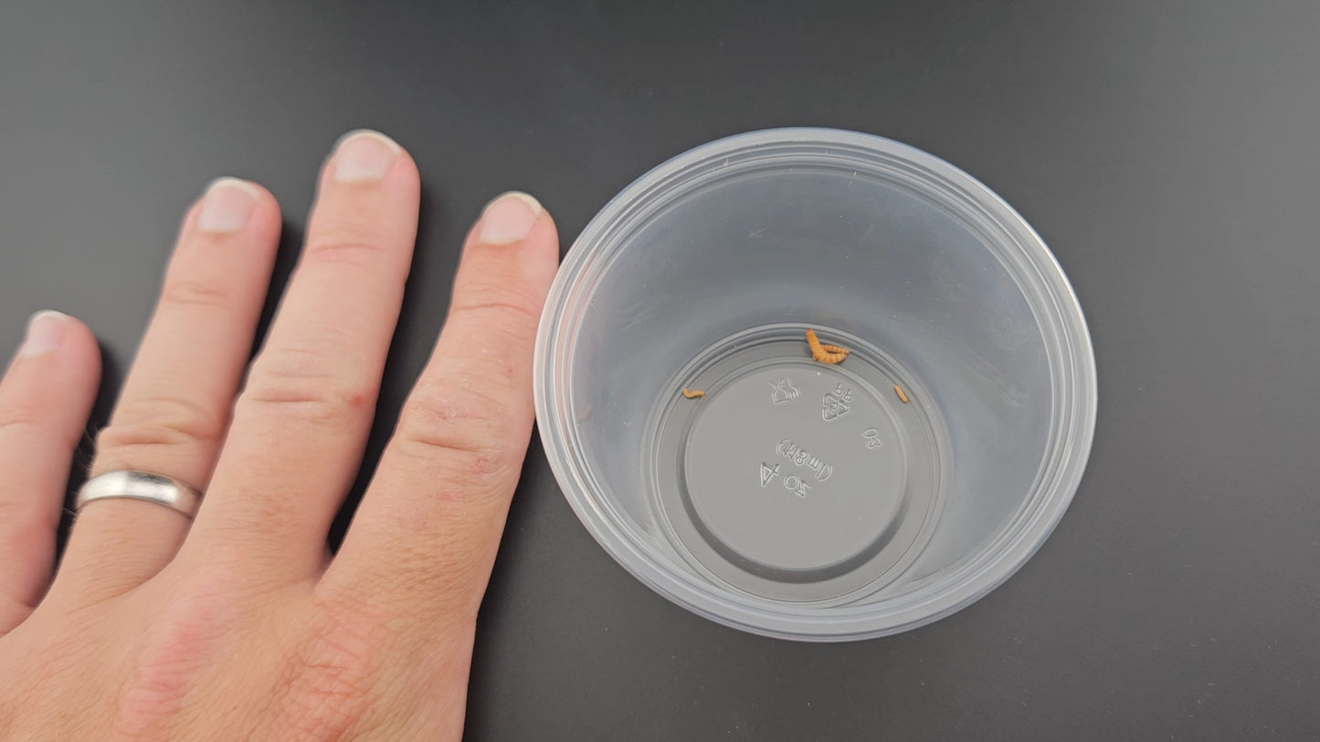 Peanut Beetle Culture