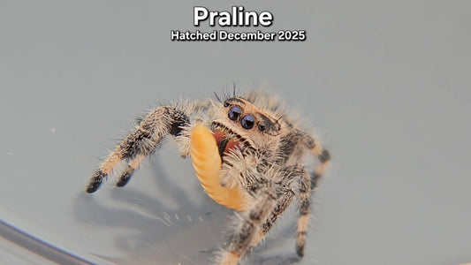 "Praline" Female Regal Jumping Spider (Phidippus regius) - Juvenile Hatched December 2025