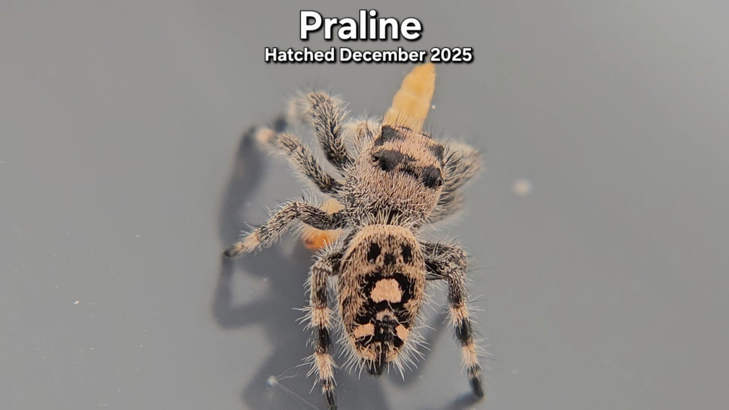 "Praline" Female Regal Jumping Spider (Phidippus regius) - Juvenile Hatched December 2025