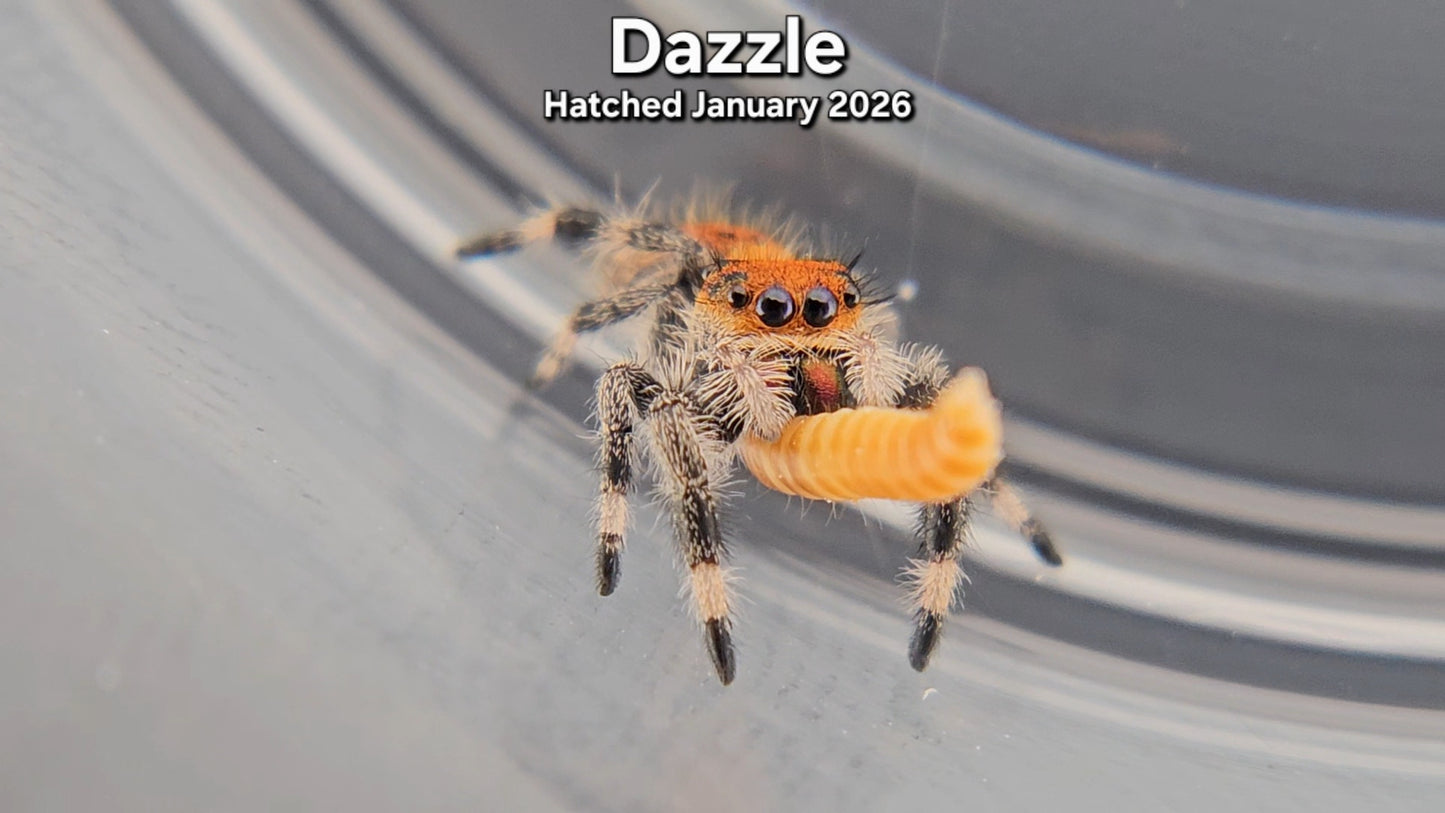 "Dazzle" Female Regal Jumping Spider (Phidippus regius) - Juvenile Hatched January 2026