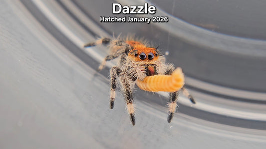 "Dazzle" Female Regal Jumping Spider (Phidippus regius) - Juvenile Hatched January 2026