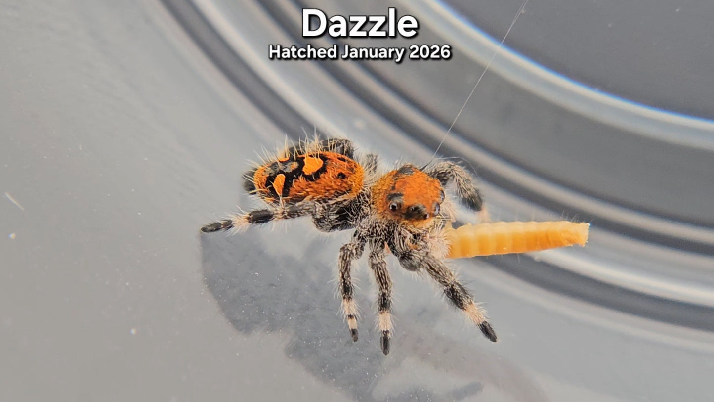"Dazzle" Female Regal Jumping Spider (Phidippus regius) - Juvenile Hatched January 2026
