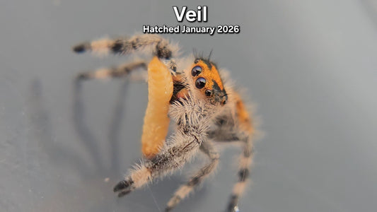 "Veil" Female Regal Jumping Spider (Phidippus regius) - Juvenile Hatched January 2026
