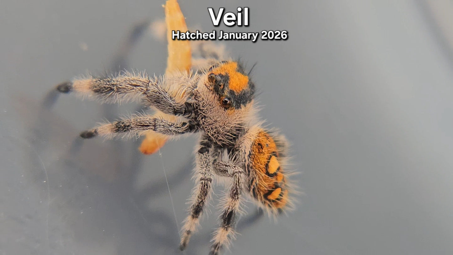 "Veil" Female Regal Jumping Spider (Phidippus regius) - Juvenile Hatched January 2026