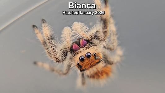 "Bianca" Female Regal Jumping Spider (Phidippus regius) - Juvenile Hatched January 2026